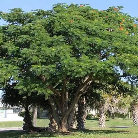 thumbnail for publication: Delonix regia: Royal Poinciana